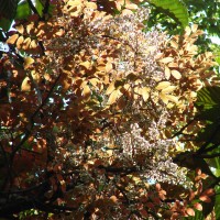 Derris parviflora Benth.